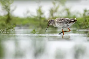 Tringa: Spotted Redshank (Tringa erythropus) wading in