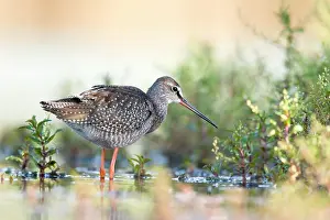 Shallows: Spotted Redshank - Wading in shallows