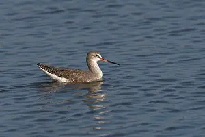 Redshanks: Spotted Redshank - on water