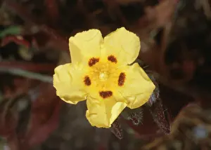 Rockrose: Spotted Rockrose