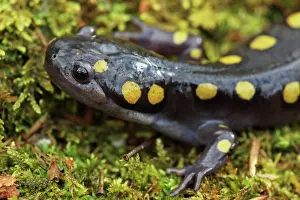 Maculatum: Spotted Salamander