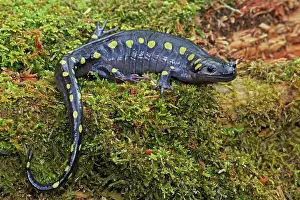 Maculatum: Spotted Salamander