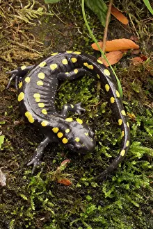 Maculatum: Spotted Salamander