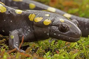 Maculatum: Spotted Salamander