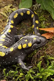 Maculatum: Spotted Salamander