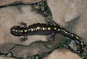 Arkansas: Spotted Salamander
