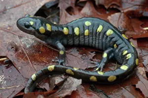 Ambystomatidae: Spotted Salamander