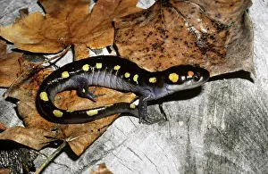 Flash: Spotted Salamander