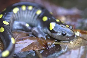 Ambystoma: Spotted Salamander