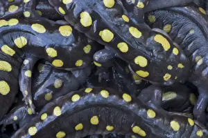 Ambystoma: Spotted Salamander