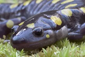 Ambystoma: Spotted Salamander