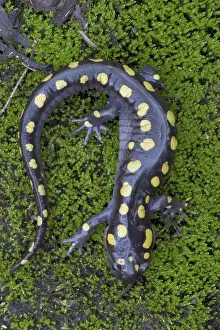 Ambystoma: Spotted Salamander
