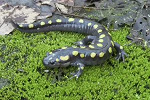 Ambystoma: Spotted Salamander
