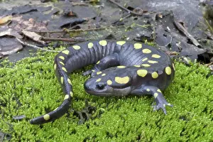 Ambystoma: Spotted Salamander