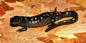 Ambystoma: Spotted Salamander