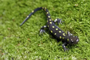 Caudata: Spotted Salamander