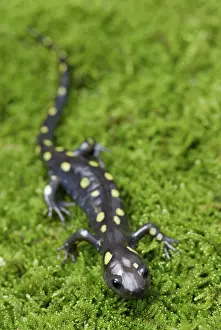 Caudata: Spotted Salamander
