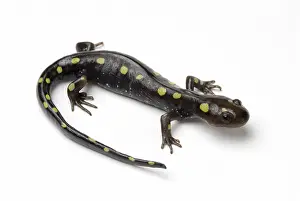 Dorsal: Spotted Salamander