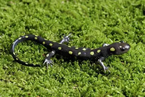 Caudata: Spotted Salamander
