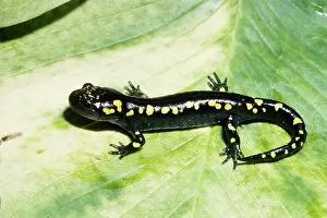 Adolescent: Spotted Salamander
