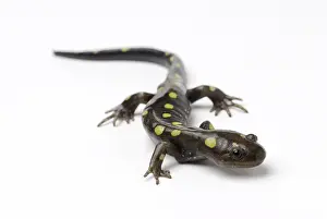 Caudata: Spotted Salamander