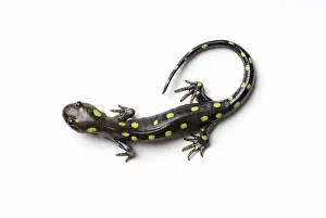 Dorsal: Spotted Salamander
