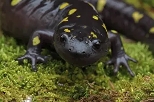 Salamander: Spotted Salamander (Ambystoma maculatum) New York