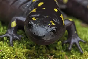 Salamander: Spotted Salamander (Ambystoma maculatum) New York