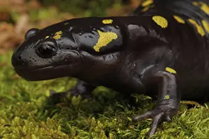Salamander: Spotted Salamander (Ambystoma maculatum) New York