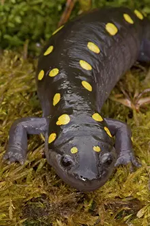 230120: Spotted Salamander (Ambystoma maculatum) - New York