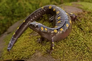 Salamander: Spotted Salamander (Ambystoma maculatum) - New York