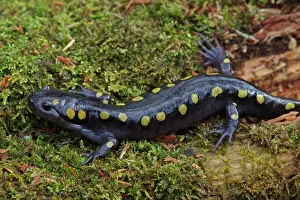 230120: Spotted Salamander (Ambystoma maculatum) - New York