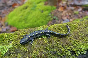 Maculatum: Spotted Salamander - at breeding pond in spring