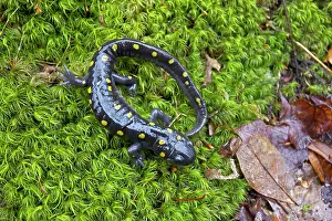 Maculatum: Spotted Salamander - at breeding pond in spring