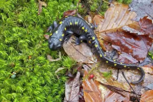Maculatum: Spotted Salamander - at breeding pond in spring