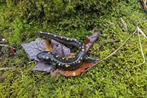 Maculatum: Spotted Salamander - at breeding pond in spring