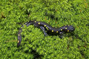 Maculatum: Spotted Salamander - at breeding pond in spring