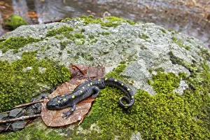 Maculatum: Spotted Salamander - at breeding pond in spring