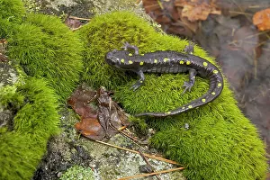 Maculatum: Spotted Salamander - at breeding pond in spring