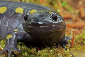 Maculatum: Spotted Salamander - Close-up