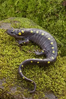 Maculatum: Spotted Salamander - In early spring migration