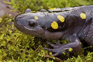 Maculatum: Spotted Salamander - In early spring migration