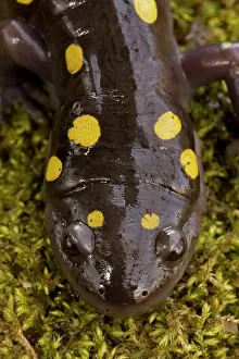 Maculatum: Spotted Salamander - In early spring migration