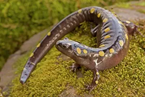 Maculatum: Spotted Salamander - In early spring migration