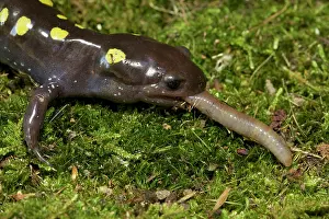 Maculatum: Spotted Salamander - eating a Worm