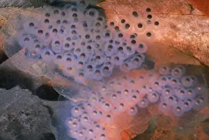 Ambystomatidae: Spotted Salamander egg mass