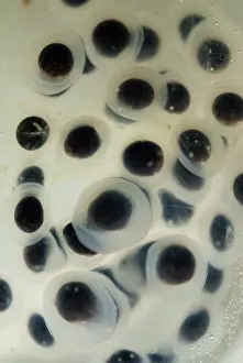 Maculatum: Spotted Salamander Eggs