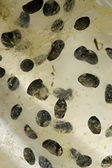 Maculatum: Spotted Salamander Eggs