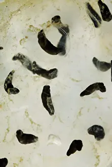 Maculatum: Spotted Salamander Eggs