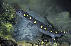 Ambystomatidae: Spotted Salamander with Eggs
